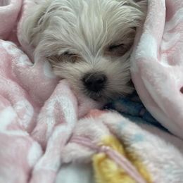 Maltese Puppies from Missy's Maltese