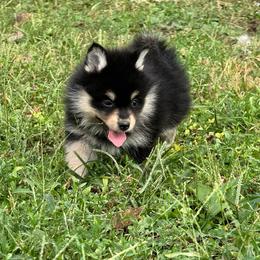 Riven - Tri-color female Pomsky puppy in Boonville, Indiana from Elysian Pomskies