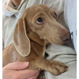 Windy - Fawn (Isabella) female Dachshund puppy in West Plains, Missouri from Spring Creek Dachshunds