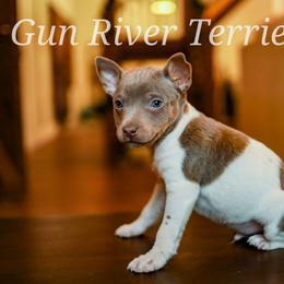 Pearl boy - White and blue fawn male Rat Terrier puppy in Allegan, Michigan from Gun River Terriers
