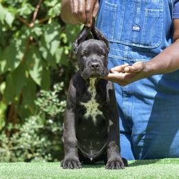 Male 3 - Black male Cane Corso puppy in Willis, Texas from Royal Guardian Cane Corso