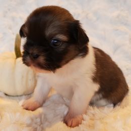Tibetan Spaniel Puppies from Trillium Tibetan Spaniels