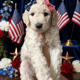 Lavender - Cream female Goldendoodle puppy in Clifton, Arizona from Denim & Doodles