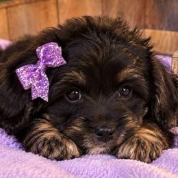 Myla - Black and tan female Yorkipoo puppy in Lebanon, Kentucky from Mosaic Merle Doodles