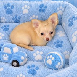 Biscuit - Cream male Chihuahua puppy in Kyle, Texas from joy of chihuahuas tx