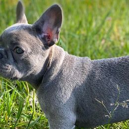 Boston Terriers and French Bulldogs from Billick's Bostons