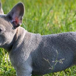 Boston Terriers and French Bulldogs from Billick's Bostons