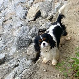 Tootsie - Cavalier King Charles Spaniel