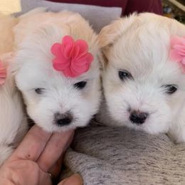 Coton de Tulear Puppies from Sutter Buttes Coton De Tulear