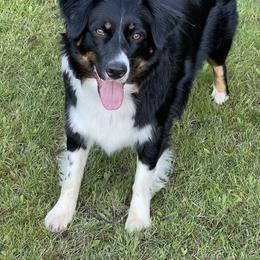 Australian Shepherd All Grown Up from K & R Australian Shepherds