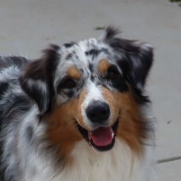 Mac - Australian Shepherd