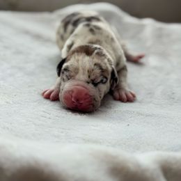 Rodeo - Harlequin male Great Dane puppy in Cross, South Carolina from DoodleDandy & Danes