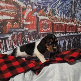 YELLOW BOY - Black white and brown male Basset Hound puppy in Snow Camp, North Carolina from V's Southern Angels
