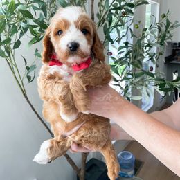 Bernedoodle and Cavapoo Puppies from Wonderful World Doodles
