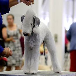 Bedlington Terriers from Wildwynd Bedlingtons