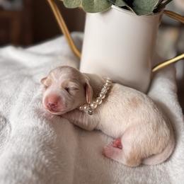 Apricot - Piebald female Dachshund puppy in Jacksonville, Florida from Florida Dippin’ Dachshunds & Aussiedoodles