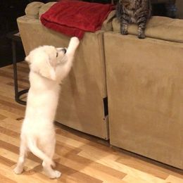 Golden Retriever Puppies from English Creamery Golden Retrievers