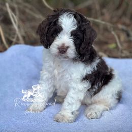 Cavapoo, Cockapoo, and Cocker Spaniel Puppies from Rocky Road Puppies