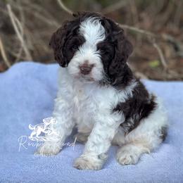 Cavapoo, Cockapoo, and Cocker Spaniel Puppies from Rocky Road Puppies