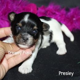 AKC Presley - Black tan and white female Biewer Terrier puppy in Kennesaw, Georgia from Dreamy Pups