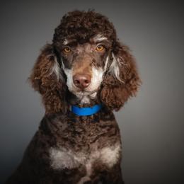 Remi - Poodle