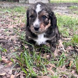 Blue collar - Brown merle male Aussiedoodle puppy in Melrose, Florida from Howdilly Doodley