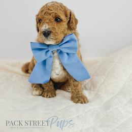 Sparlygrackle - Apricot male Goldendoodle puppy in Paxville, South Carolina from Pack Street Pups