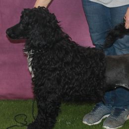 Elly - Portuguese Water Dog