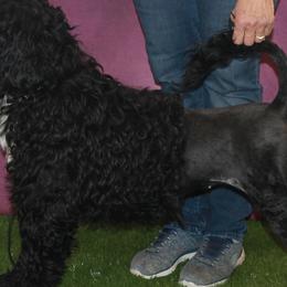Elly - Portuguese Water Dog