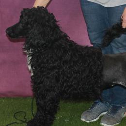 Elly - Portuguese Water Dog