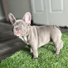 French Bulldog Puppies from Frenchies By Willows Pride