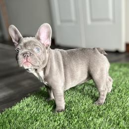 French Bulldog Puppies from Frenchies By Willows Pride