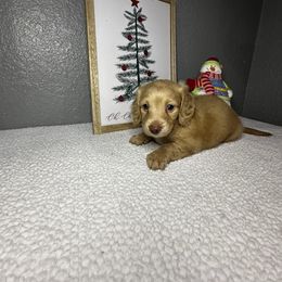 Duncan - Cream male Dachshund puppy in Tahlequah, Oklahoma from Quick Little Dachshunds