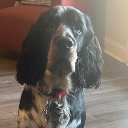 Bayla - English Springer Spaniel