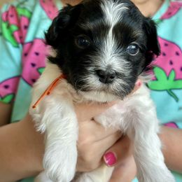 Havanese Puppies from PNW Havanese