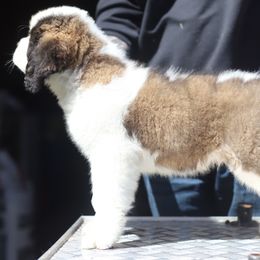 Boy 3 - White and brown Saint Bernard puppy in Clearfield County, Pennsylvania from Keystone Saints