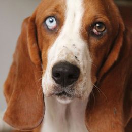 Basset Hound All Grown Up from Southern City Bassets