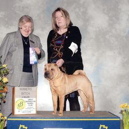 Chinese Shar-Pei All Grown Up from Camp Wrinkles Chinese Shar-Pei