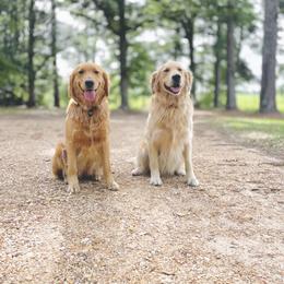 Golden Retriever All Grown Up from Magnolia Farm