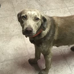 Catahoula Leopard Dogs from Circle B Hunting Dogs
