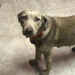 Catahoula Leopard Dogs from Circle B Hunting Dogs