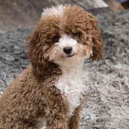Malibu - Goldendoodle