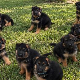 German Shepherds from Iron Crest Shepherds