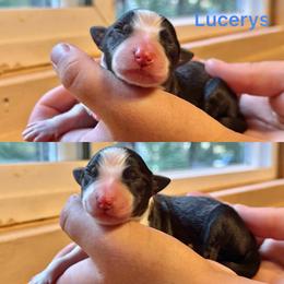 Lucerys - Black and white male Border Collie puppy in Santa Cruz, California from Von Guadachi German Shepherds & Audacity Border Collies