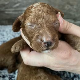 Bella - Red  female Poodle puppy in Osseo, Michigan from Paws in the Country