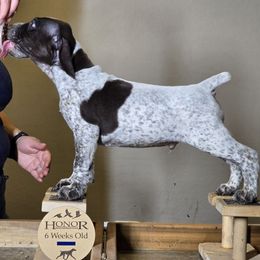 Newton - German Shorthaired Pointer puppy from Honor German Shorthaired Pointers