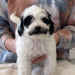 Ronaldo - Black and white Shihpoo puppy in Kaysville, Utah from Havenwood Emotional Support Animals