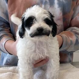 Ronaldo - Black and white Shihpoo puppy in Kaysville, Utah from Havenwood Emotional Support Animals