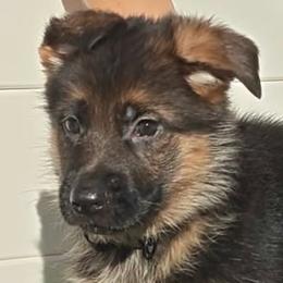 Girl 3 - Black and red female German Shepherd puppy in Rockfield, Kentucky from Cheveyo German Shepherds