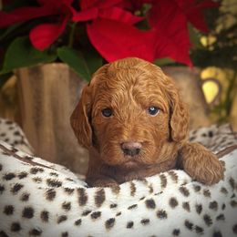 Red Collar Boy - Red  male Poodle puppy in Modesto, California from Dry Creek Poodles